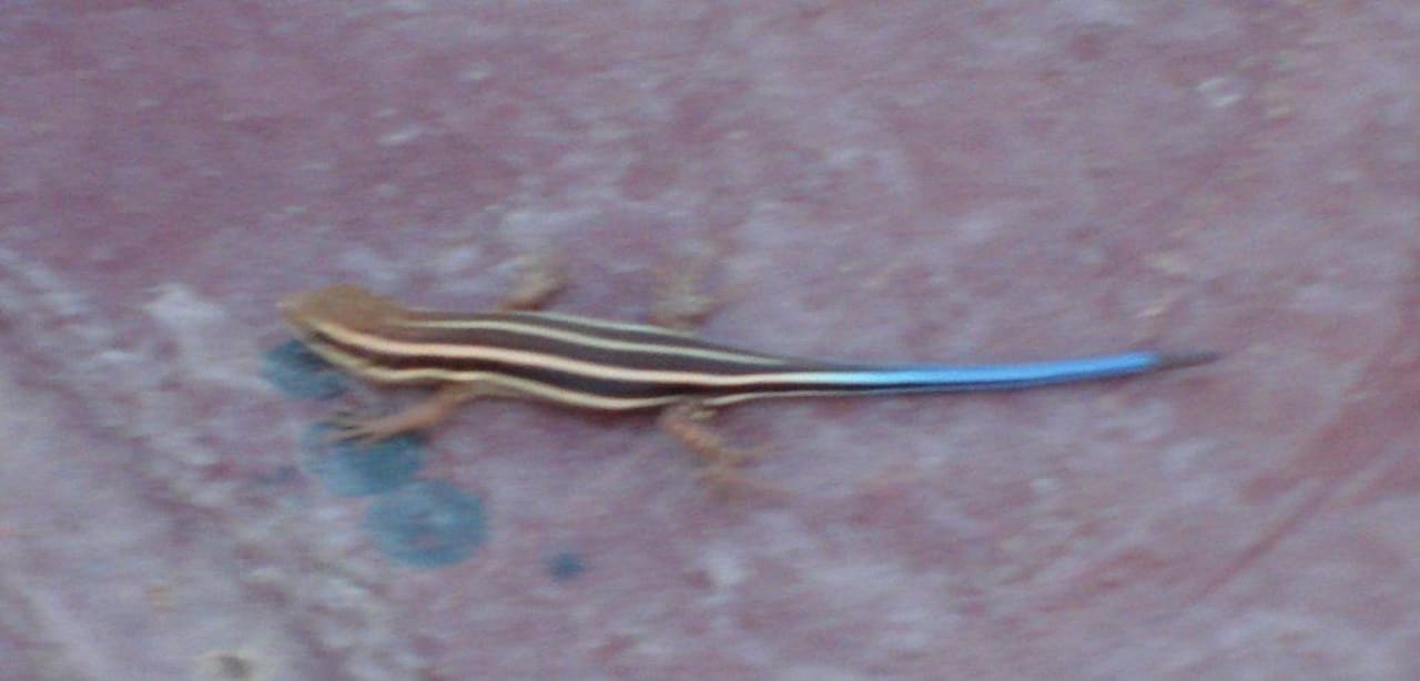 Gartenanlage Pickalbatros Dana Beach Resort - Hurghada