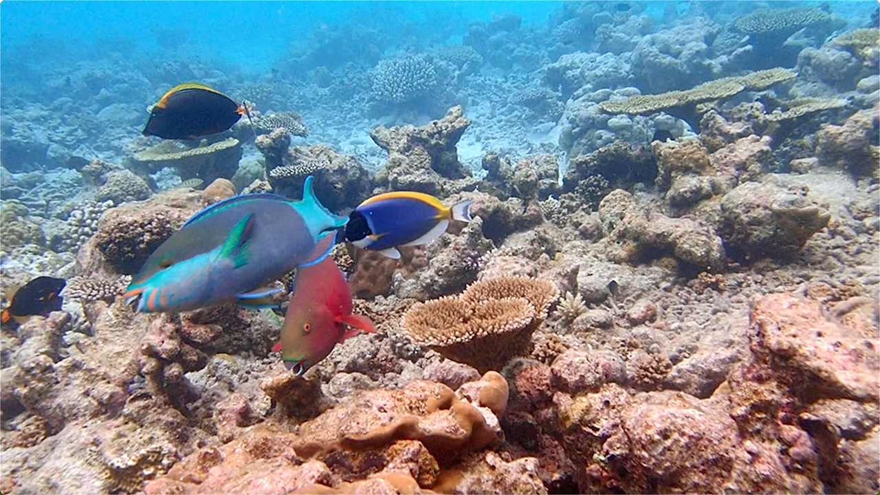 Sonstiges Vilamendhoo Island Resort & Spa