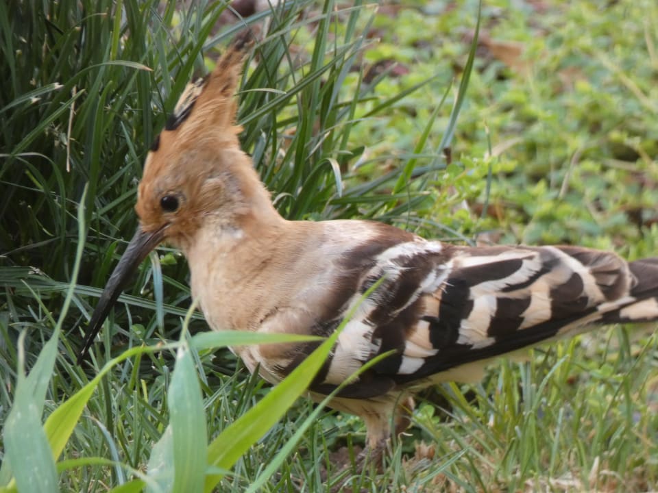Wiedehopf im Hotel La Pared Bakour Fuerteventura La Pared