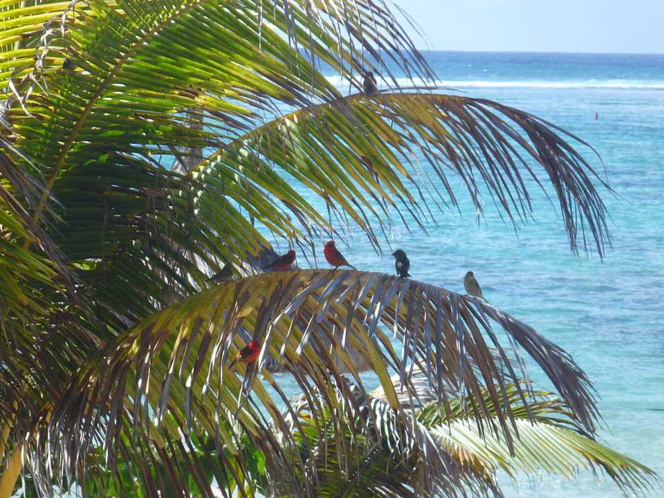 Vögel auf einer Palme Le Peninsula Bay Beach Resort & Spa