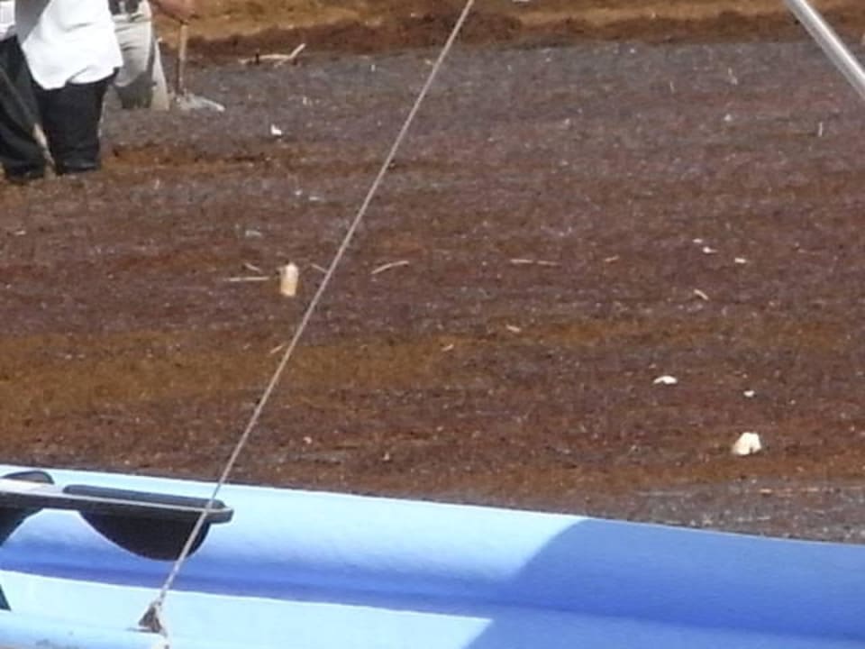 Seegras BelleVue Dominican Bay