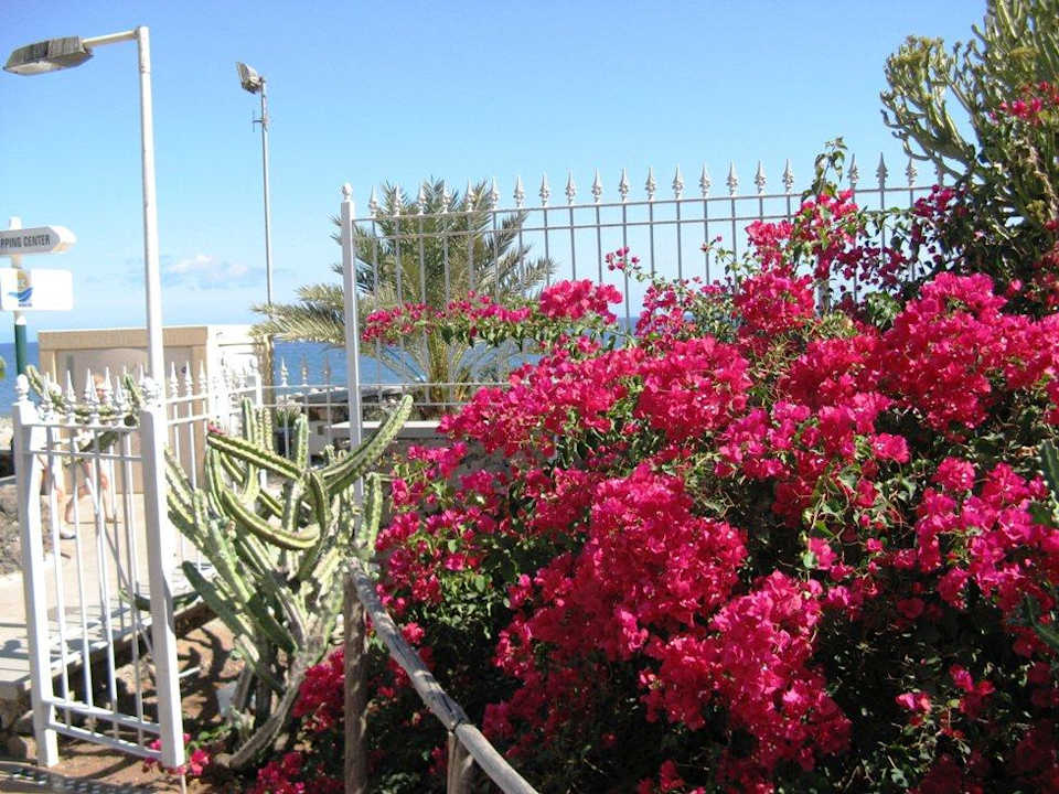 Blütenpracht vorm Hotel Hotel Europalace