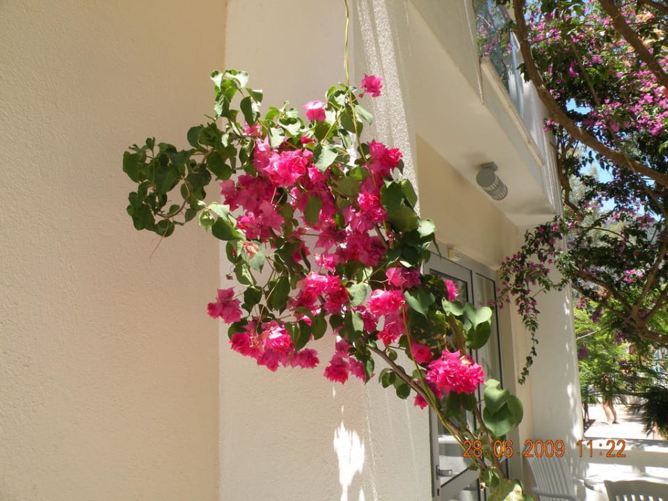 Hotel jest otoczony kwiatami i bujna roslinnoscia. Turunc Resort Hotel