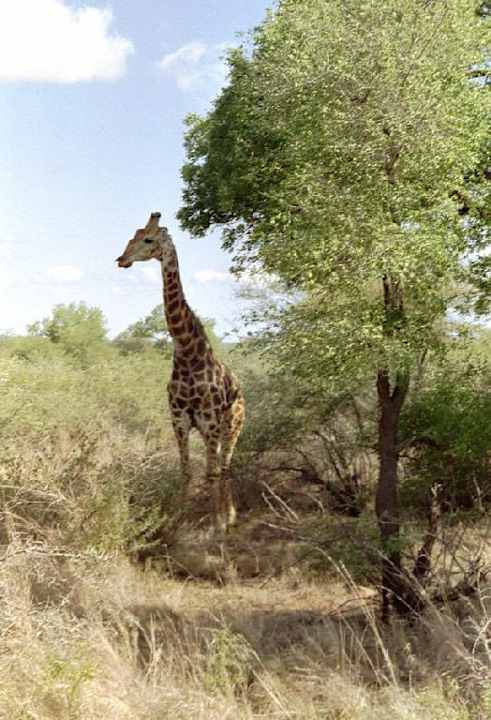 Giraffe Hotel Restcamp Skukuza