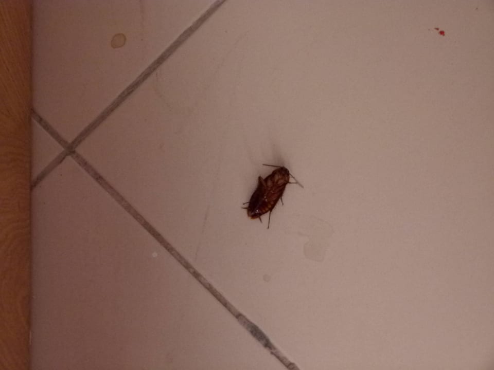 Mitbewohner Skanes Serail Aquapark