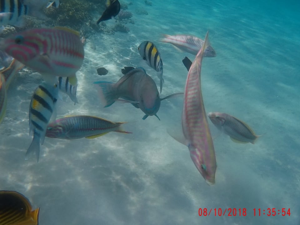 Strand Baron Palace Sahl Hasheesh