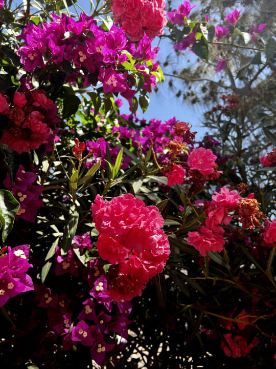 Gartenanlage Marina Playa Suite Hotel