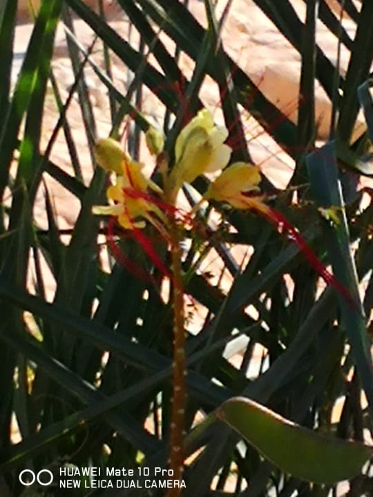 Gartenanlage Parrotel Beach Resort