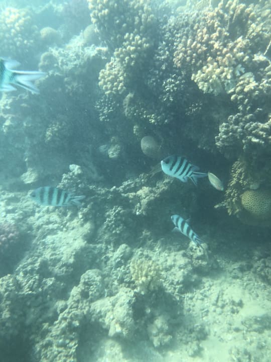 Strand Menaville Safaga