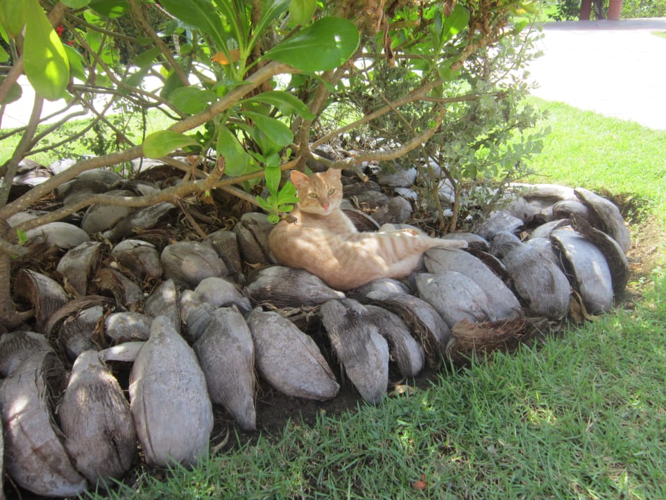 Katze Grand Sirenis Punta Cana Resort & Aquagames