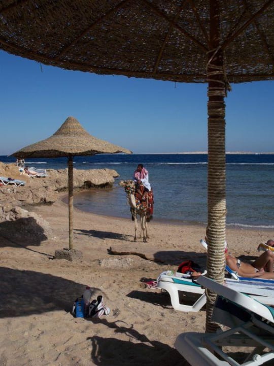 Kamel am Strand Charmillion Sea Life Resort