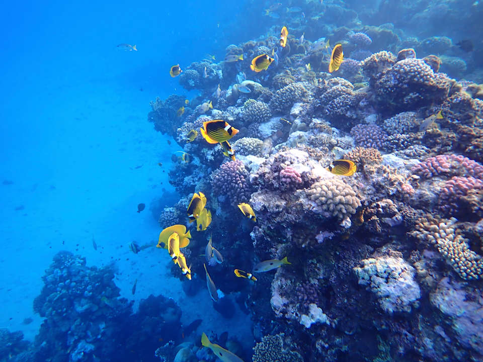 Strand Malikia Resort Abu Dabbab