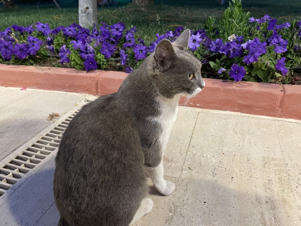 Gartenanlage Saphir Resort & Spa