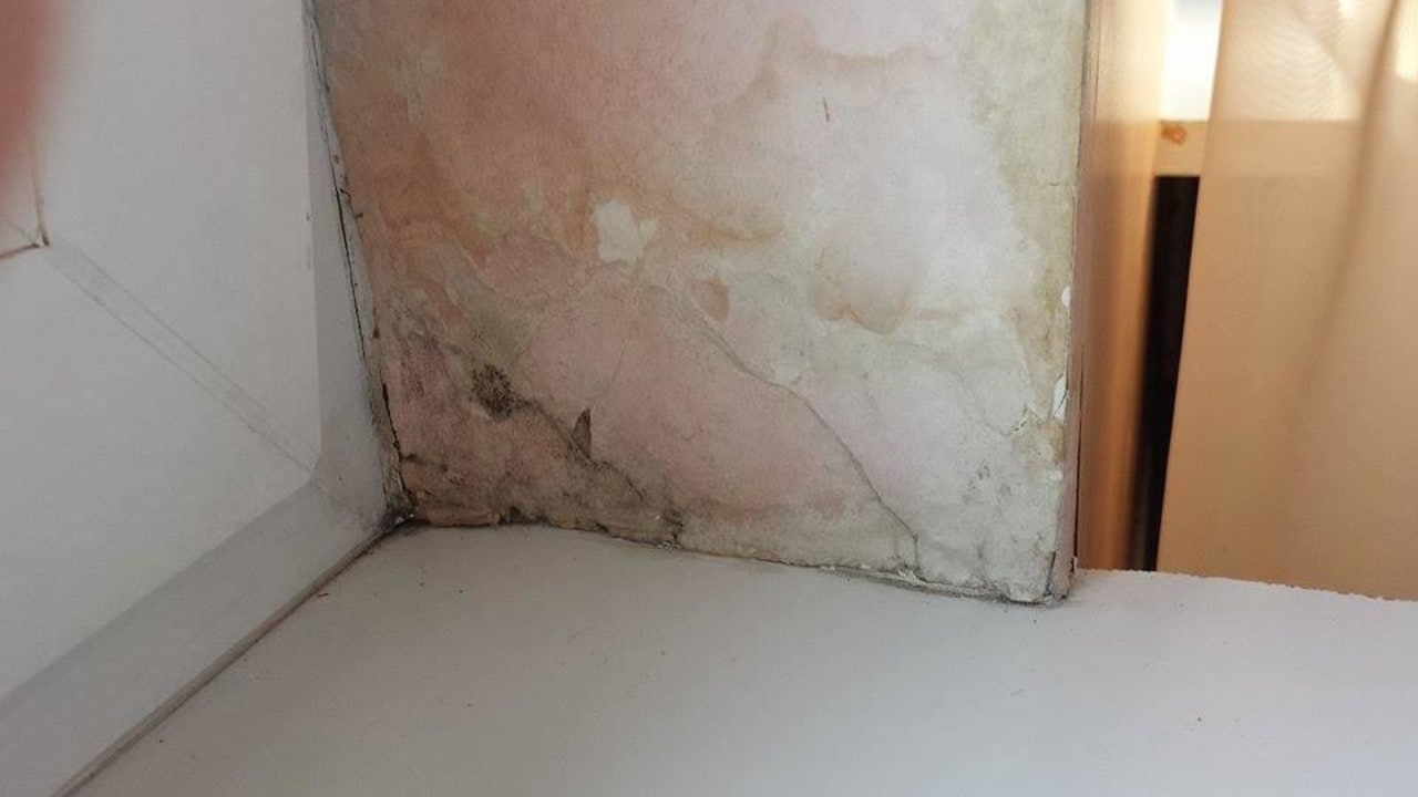 Pleśń i grzyb  Hotel Meduza