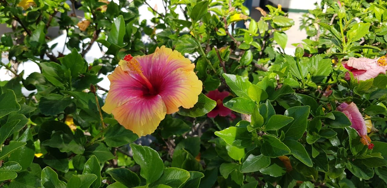 Gartenanlage Adrián Hoteles Colón Guanahaní - Adults only