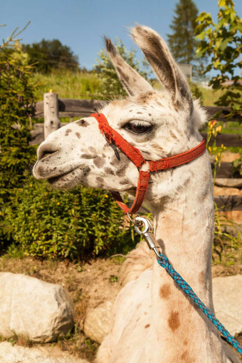 Unser Lama "Lupego" Residence Garni Melcherhof