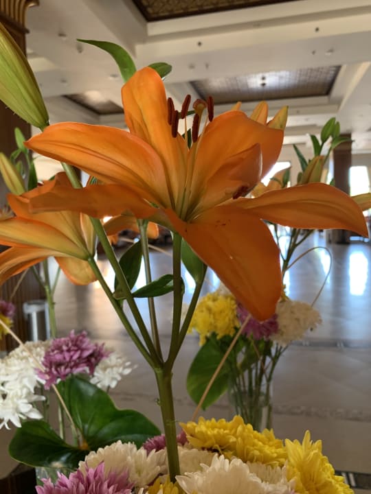 Sonstiges Stella Garden Resort & Spa, Makadi Bay