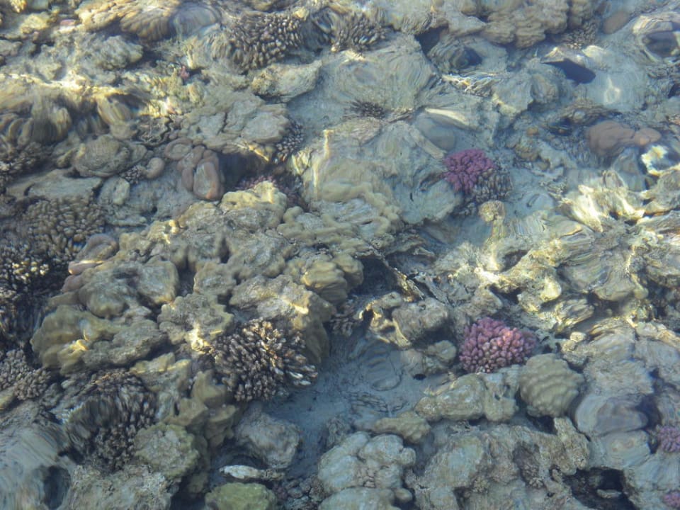 Glasklares Wasser am Strand Steigenberger Coraya Beach - Adults only