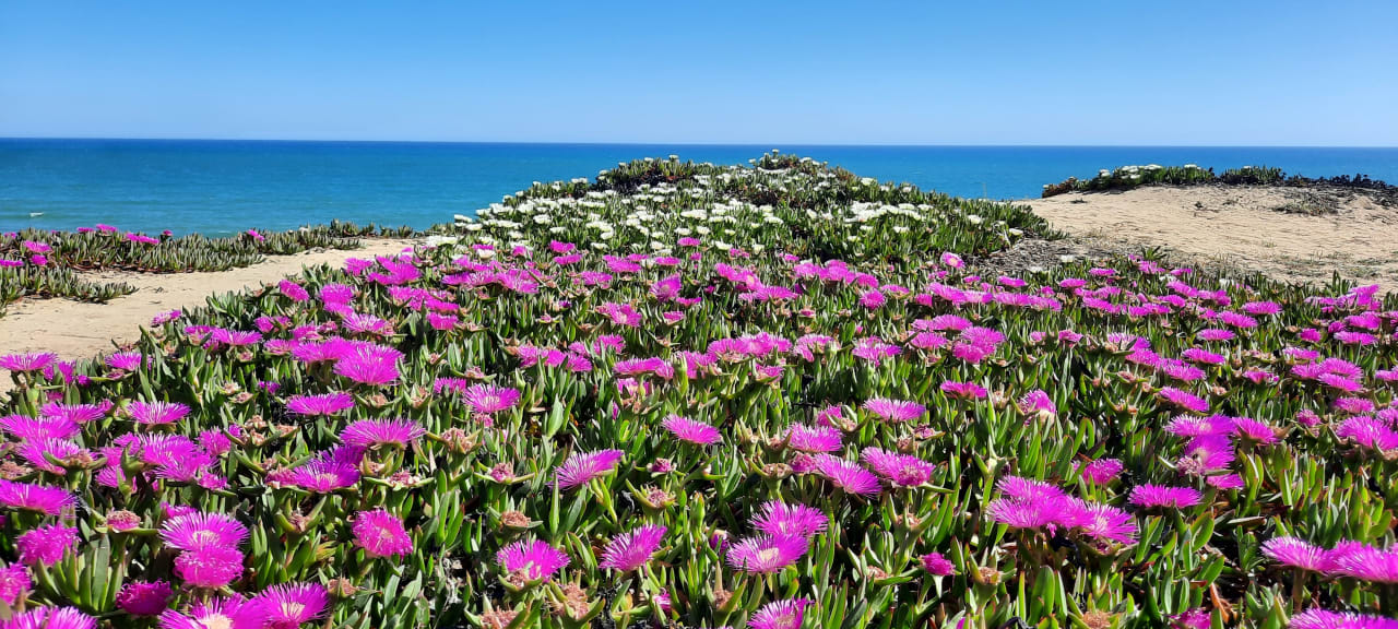 Ausblick AP Adriana Beach Resort