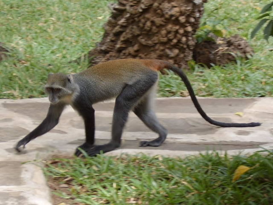 Monkeys überall Hotel Diani Sea Lodge