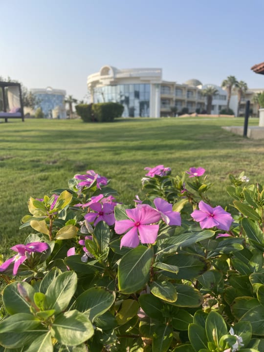 Gartenanlage Palm Royale Resort - Soma Bay