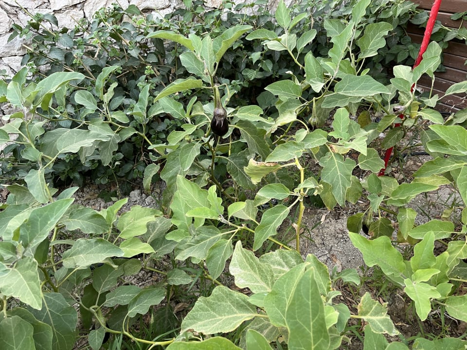 Gartenanlage SENTIDO Port Royal Villas & Spa