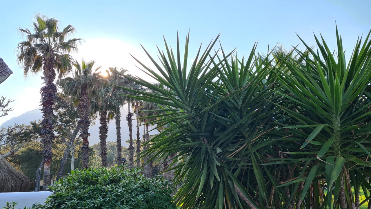 Gartenanlage Balmy Foresta