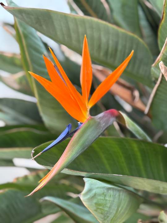 Gartenanlage Aldiana Club Fuerteventura