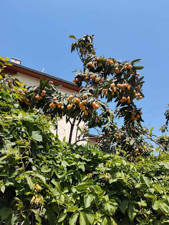 Sonstiges Merve Sun Hotel & Spa