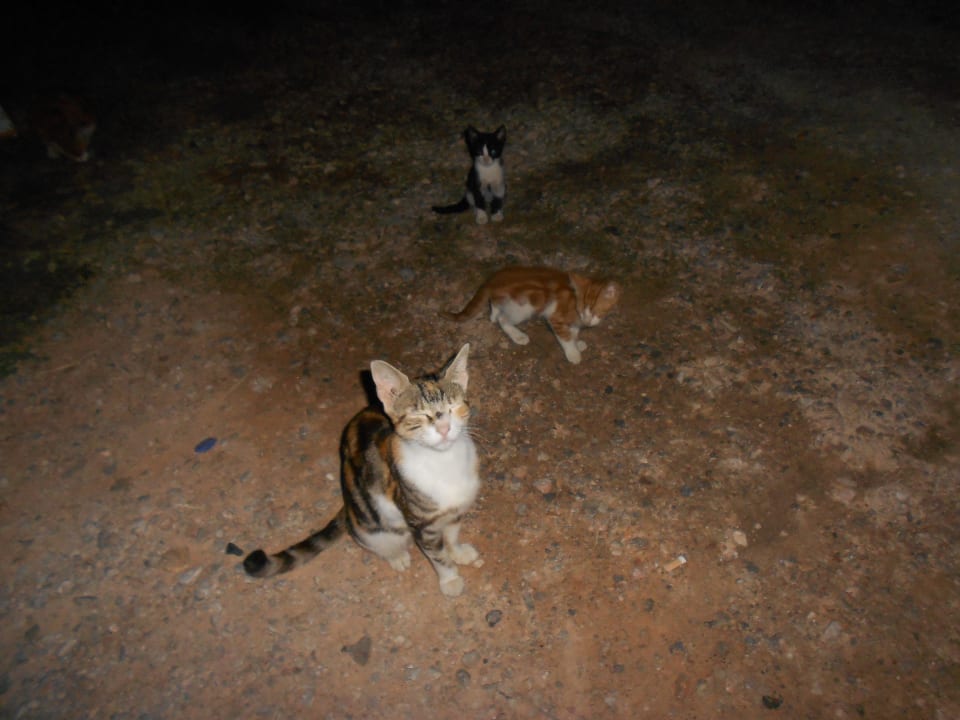 Katzen überall in allen Farben. Hotel Corissia Princess