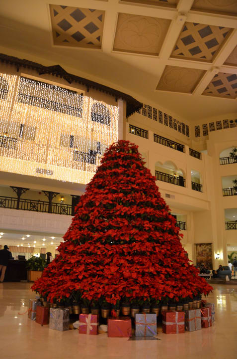 Weihnachtsbaum aus Weihnachtssternen Steigenberger ALDAU Beach Hotel