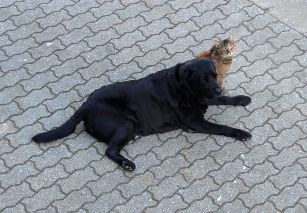 Hofhund Bella mit Katze Lilly Ferienhof Buchberger