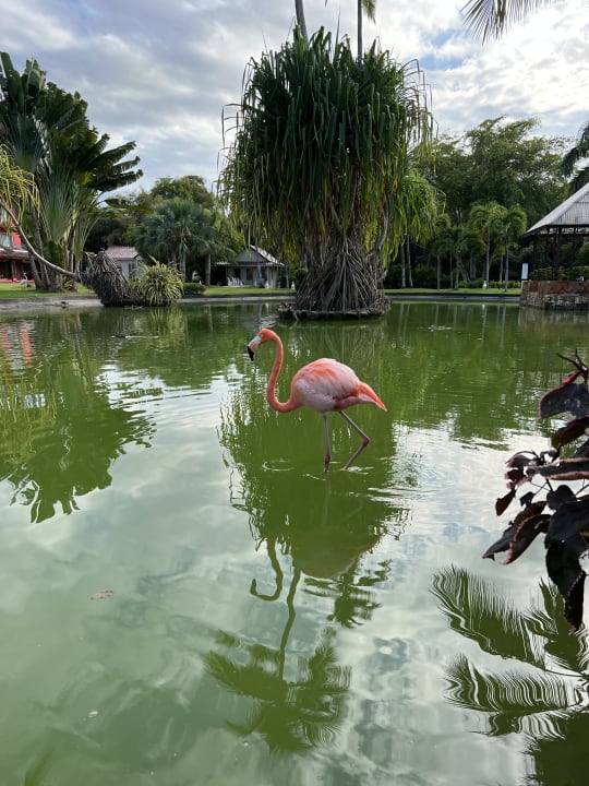 Sonstiges Caribe Deluxe Princess