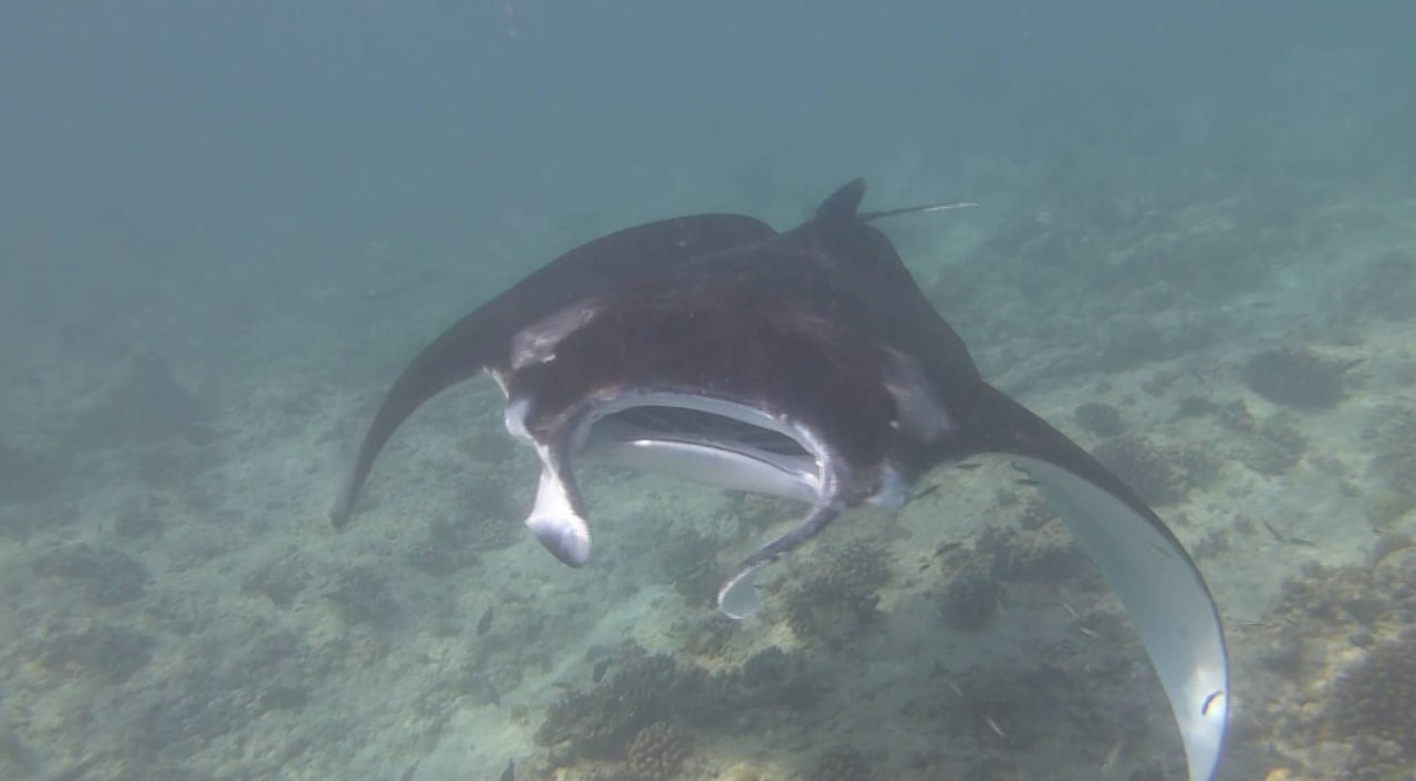 Manta Summer Island Maldives