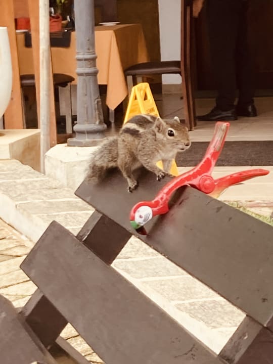 Gastro Tangerine Beach Hotel