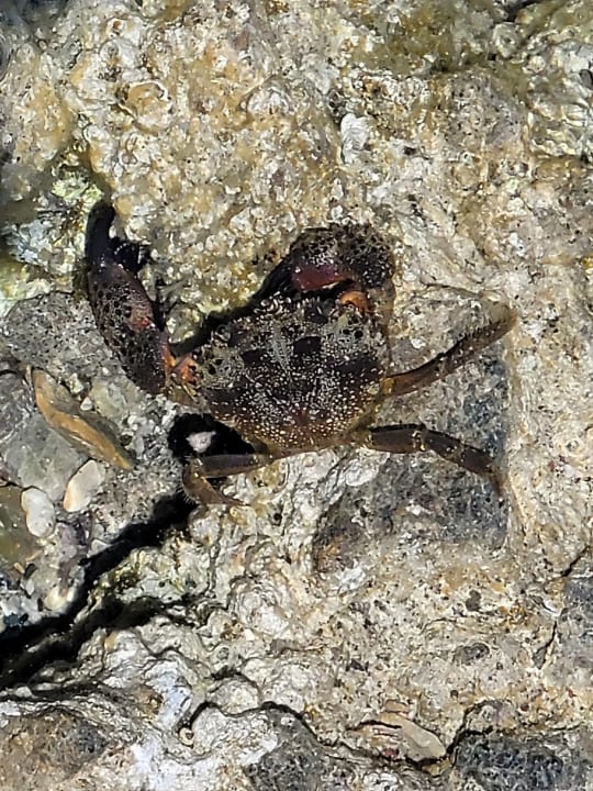 Strand Hotel Kalithea Horizon Royal