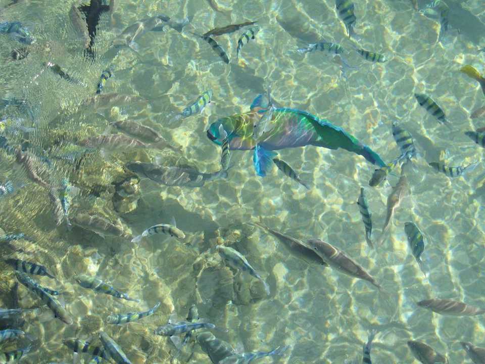 Blick vom Steeg. Papagai-Fisch Ghazala Gardens