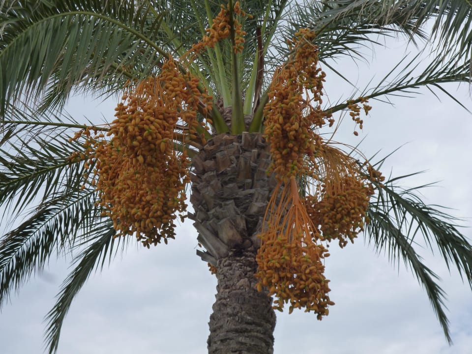 Sehr schöne Palmen Atrium Palace Thalasso Spa Resort & Villas
