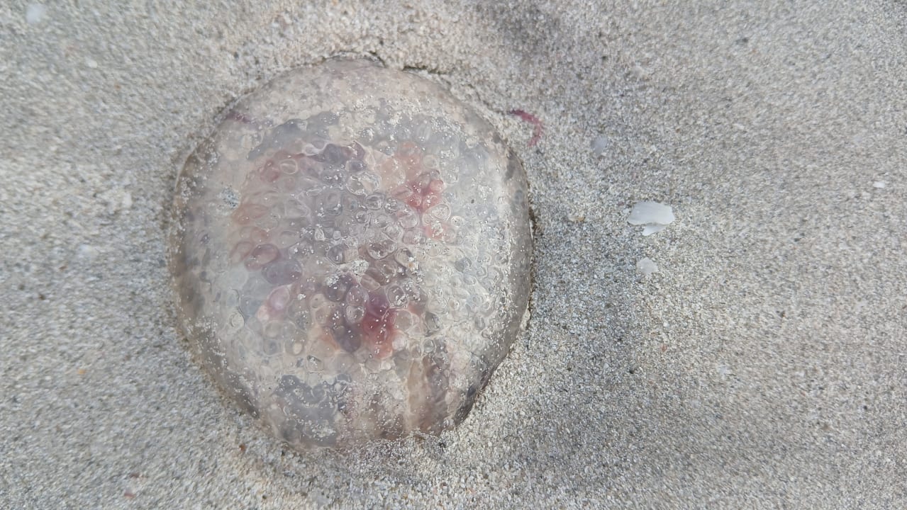 Strand Globales Condes de Alcudia