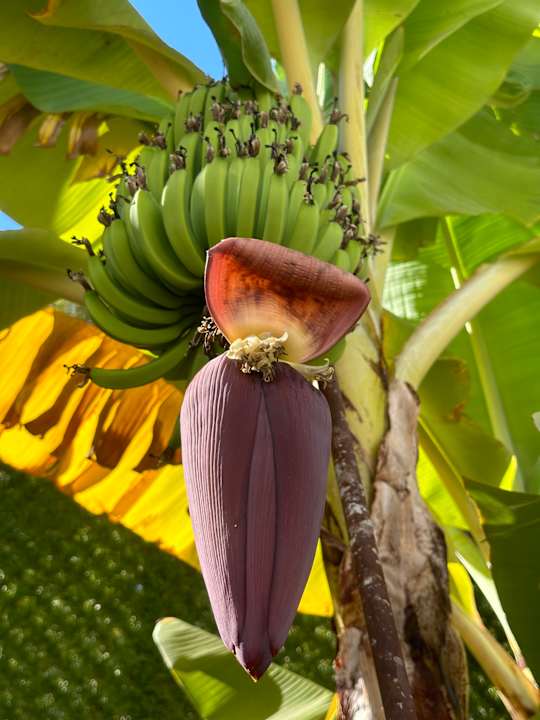 Gartenanlage Rubi Platinum Sign