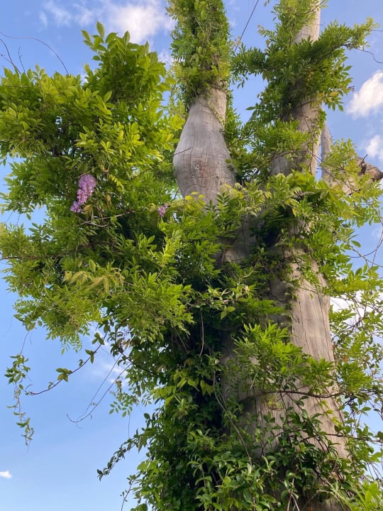 Gartenanlage Voyage Torba