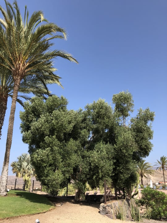 Gartenanlage Salobre Hotel Resort & Serenity