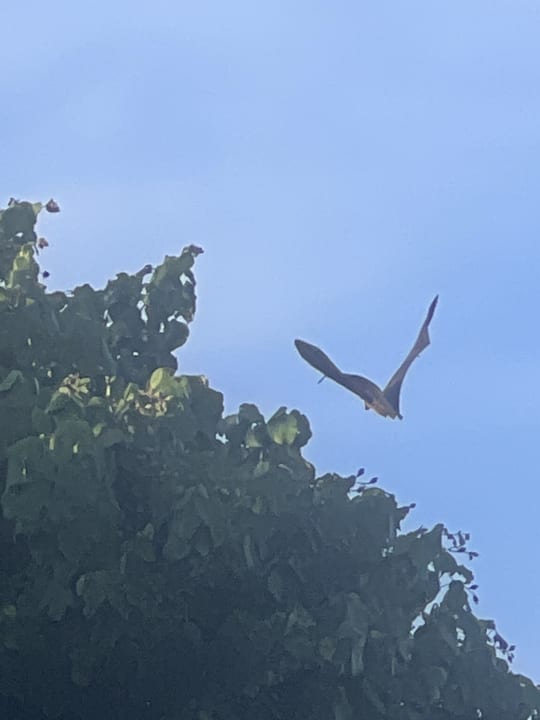 Ausblick NH Collection Maldives Reethi Resort