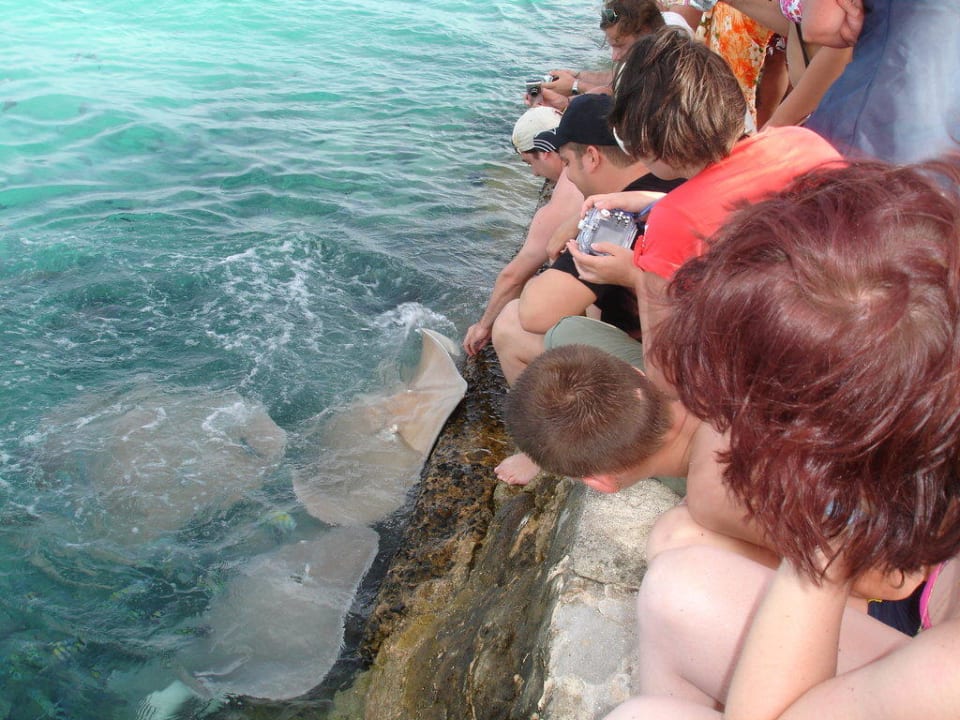 Mantas Summer Island Maldives