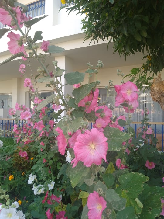 Gartenanlage Seagull Beach Resort