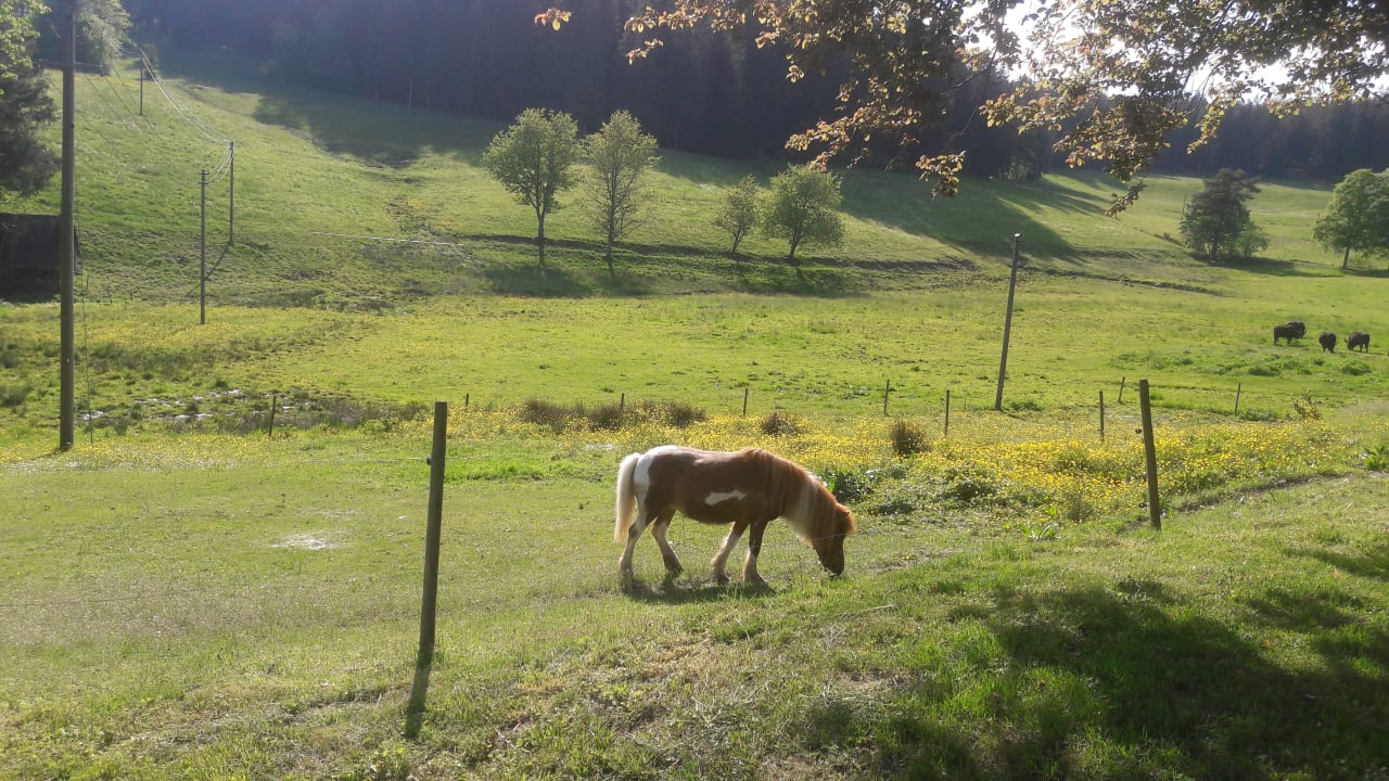 Ausblick Schwarzwaldhof Susanna