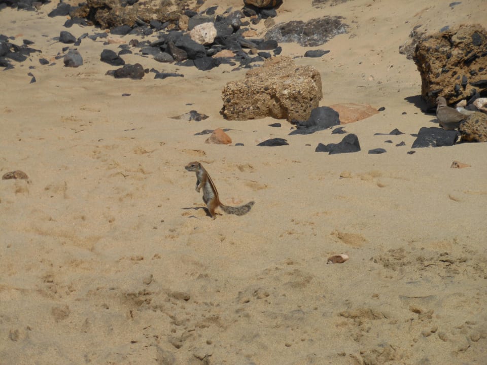 Scheue Bewohner am Strand H10 Playa Esmeralda - Adults only