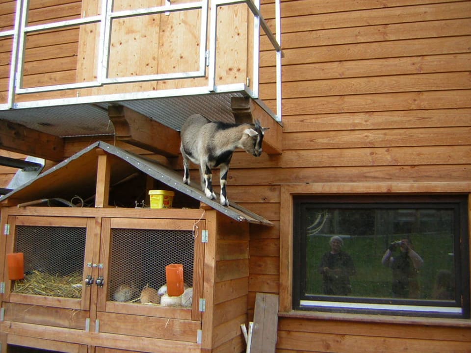 Streichelzoo Höhengasthaus Nillhof