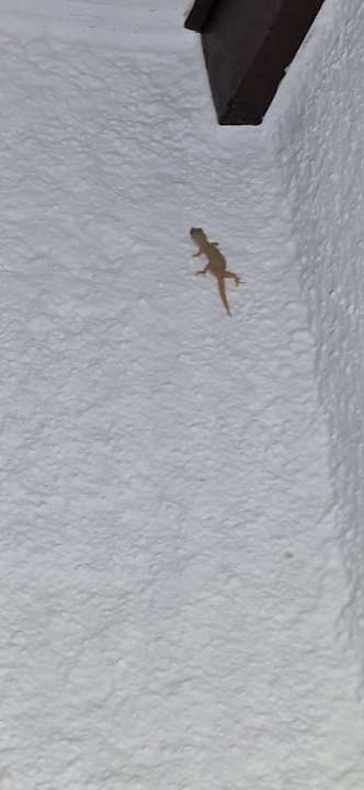 Zimmer Adaaran Select Meedhupparu Island Resort - Premium All Inclusive