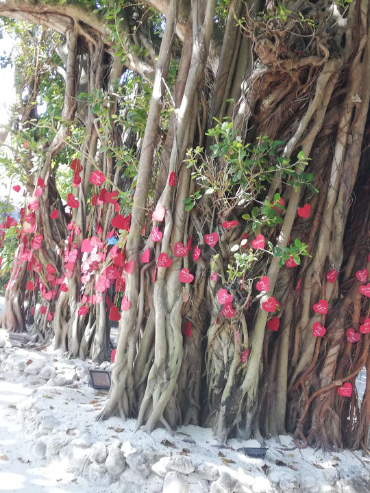 Gartenanlage Adaaran Select Hudhuran Fushi - Premium All Inclusive